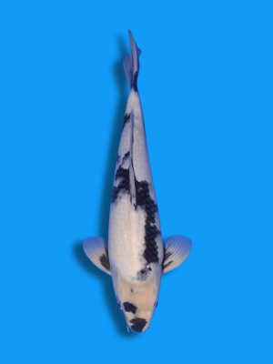 Shiro Utsuri | Koi&Co.